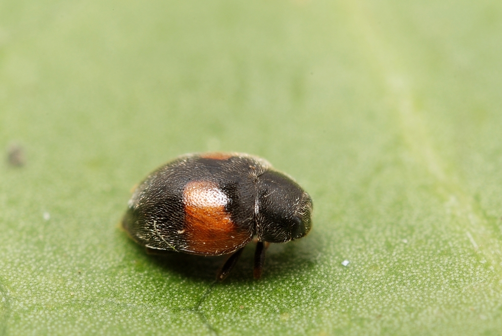 Red-flanked Scymnus, photo 1 of 10
