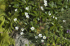 Cherleria circassica