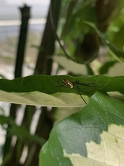 Leucauge granulata