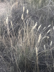 Rytidosperma tenuius