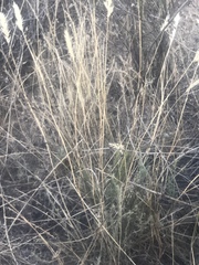 Rytidosperma tenuius