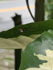 Leucauge granulata