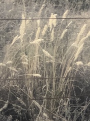 Rytidosperma tenuius