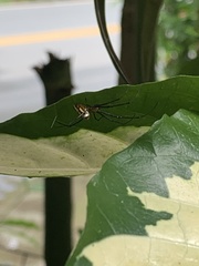 Leucauge granulata