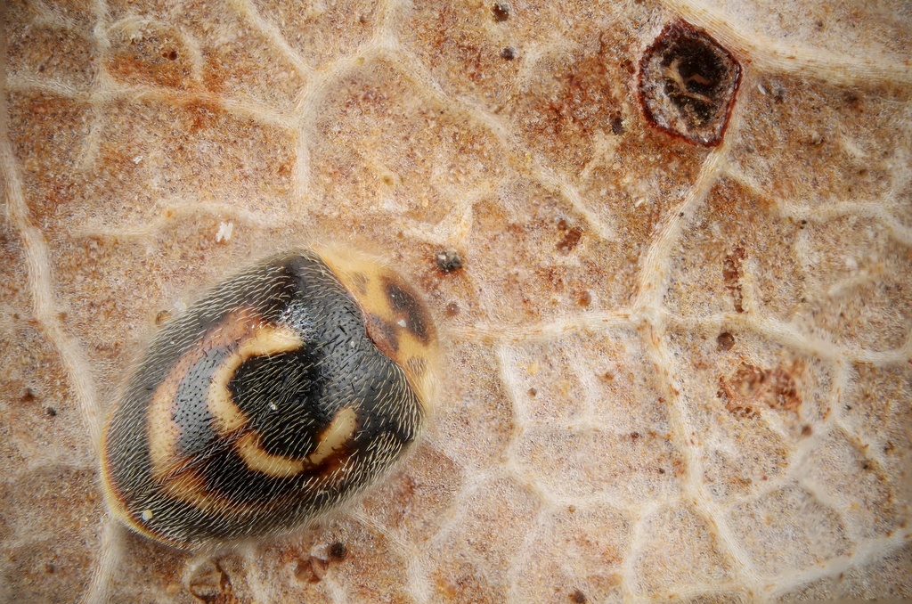 Horseshoe Ladybird (Madeira Käfer) · iNaturalist