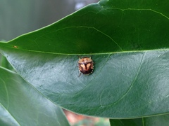 Aspideurus flavescens