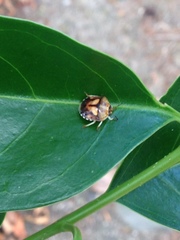 Aspideurus flavescens