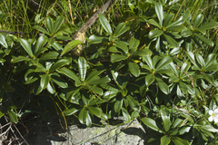 Daphne glomerata