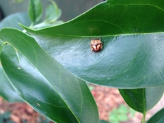 Aspideurus flavescens