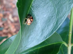 Aspideurus flavescens