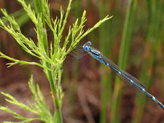 Austrolestes minjerriba