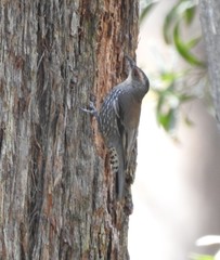 Climacteris erythrops