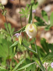 Calochortus albus
