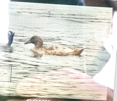 Anas platyrhynchos domesticus