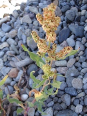 Rumex triangulivalvis