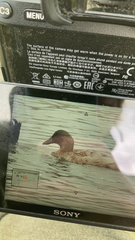 Anas platyrhynchos domesticus