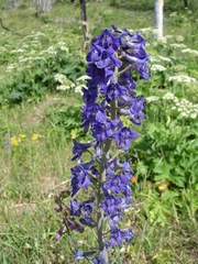 Delphinium × occidentale