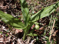 Eulophia cernua