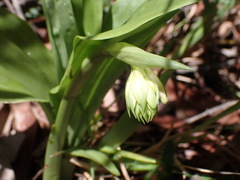 Eulophia cernua