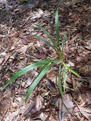 Dianella caerulea assera