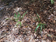 Dianella caerulea assera