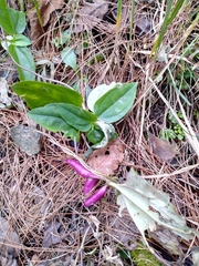 Tripterospermum nienkui