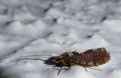 Polyplectropus