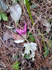 Tripterospermum nienkui