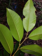 Mischocarpus pyriformis