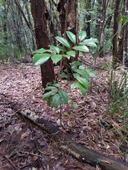 Mischocarpus pyriformis