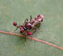 Megalabops quadriguttata
