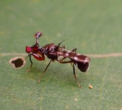Megalabops quadriguttata