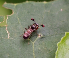 Megalabops quadriguttata