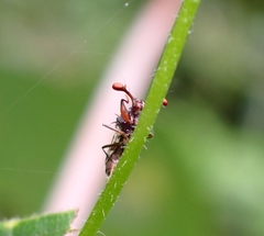 Megalabops quadriguttata