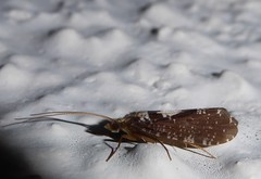Polyplectropus