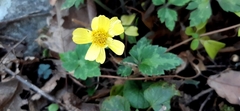 Ranunculus sierrae-orientalis