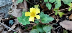 Ranunculus sierrae-orientalis