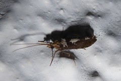 Polyplectropus