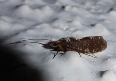 Polyplectropus