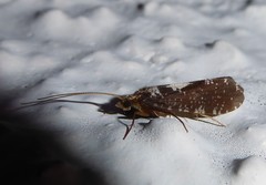 Polyplectropus