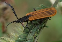 Pseudolycus marginatus