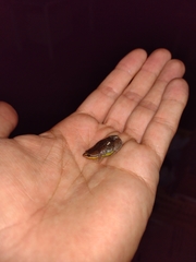 Elachistocleis bicolor