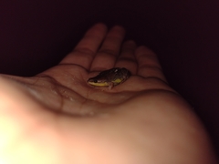 Elachistocleis bicolor