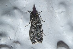 Eudonia philerga