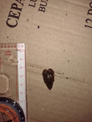 Elachistocleis bicolor