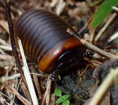 Oniscomorpha
