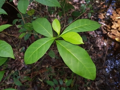 Tabernaemontana pandacaqui