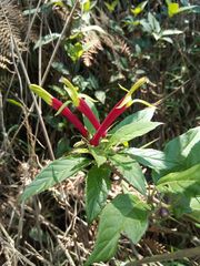 Siphocampylus orbignianus