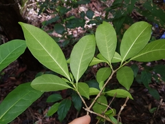 Tabernaemontana pandacaqui
