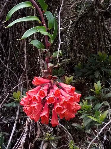Bomarea formosissima (Bomarea formosissima)